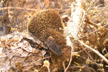 lesser tenrec on a tree trunk 854 
