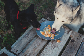 Two happy dogs are enjoying a special meal of dog biscuits and treats outdoors