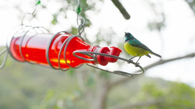 The colourful and beautiful sunbird is drinking and chirping by the water dispenser