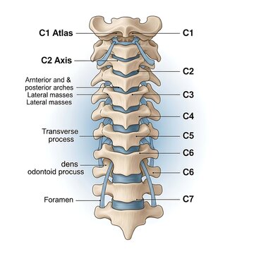 Anatomical diagram of the human cervical spine anatomy