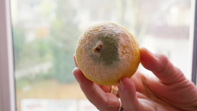 moldy citrus top with green growth closeup, fuzzy mycelium spreading across rind, powdery spore colony and textured surface, clinical perspective suitable for microbiologist study and food safety