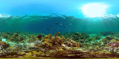 Reef Coral Scene. Tropical underwater sea fish. Hard and soft corals, underwater landscape. Philippines. Virtual Reality 360.