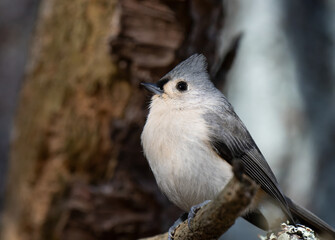 Tufted Titmouse Portrait 