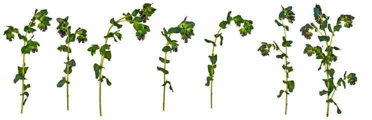 Cerinthe, honeywort  - 7 isolated side on images, PNG