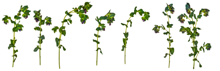 Cerinthe, honeywort  - 7 isolated side on images, PNG