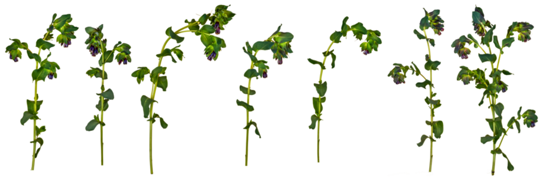 Cerinthe, honeywort  - 7 isolated side on images, PNG
