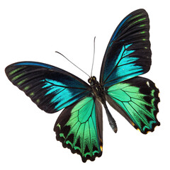 Fototapeta premium Rajah Brooke’s Birdwing Butterfly with Spread Wings Isolated on White Background