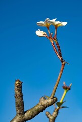Plumeria Frangipani Flower of Laos Against Blue Sky