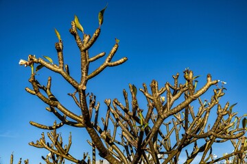 Plumeria Frangipani Flower of Laos Against Blue Sky