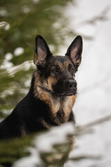 An East European Shepherd dog sits outside near evergreens. The dog is looking intently to its right with a focused gaze, possibly observing something in the distance