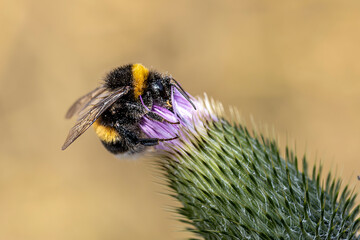 Hummel an einer Blüte © Joerg