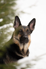 An East European Shepherd dog peers through pine branches with a curious expression. The canine stands in a snowy outdoor area, seemingly observing its surroundings