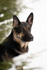 An East European Shepherd with dark fur and tan accents gazes intently to the right while standing near a snow-covered evergreen tree during daylight hours