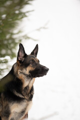 A beautiful East European Shepherd dog sits patiently in the snow. The dog is outdoors in a forest near a tree. The animal is alert and focused