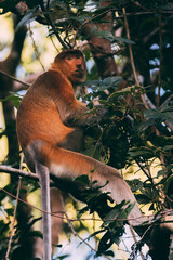 Los Asombrosos Narigudos de Borneo