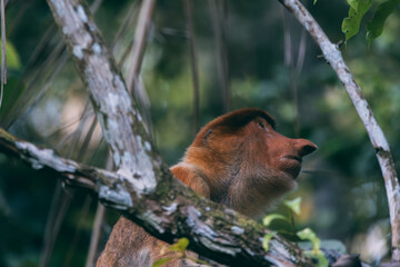 Los Asombrosos Narigudos de Borneo
