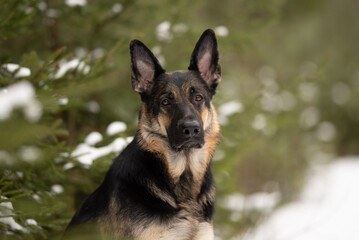 An East European Shepherd dog sits in a snowy scene. Evergreen trees with snow are visible in the background during daylight
