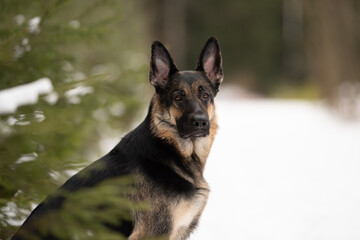 An East European Shepherd dog with black and tan fur sits near green pine branches in a snow-covered forest. The dog looks directly at the viewer in natural light