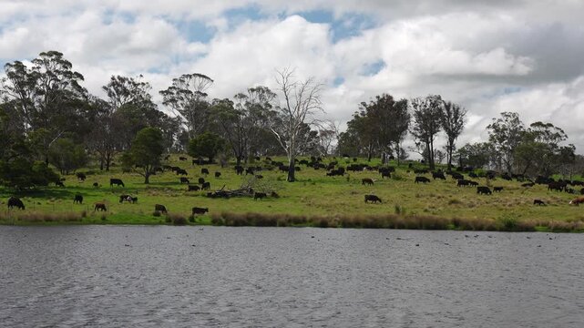 Australian wagyu cows grazing in a field on pasture. close up of a black angus cow eating grass in a paddock in springtime in tasmania australia	
