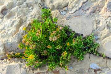 Golden samphire (Limbarda crithmoides), perennial coastal plant