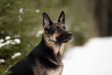 An East European Shepherd dog sits in the snowy woods. The dog is looking off to the side with its ears perked, appearing very alert on a Winter day
