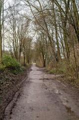 Deserted muddy path winding through bare trees in winter