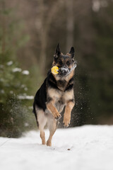 East European Shepherd jumps joyfully through deep snow. The playful dog is retrieving a yellow ball during a winter afternoon in the forest