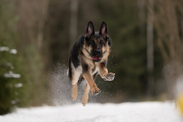 An East European Shepherd dog leaps through the air, suspended over a snow-covered path in a forest. The dog appears focused and energetic during winter