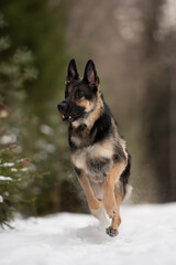 An East European Shepherd is running through a snowy field. The dog's paws are off the ground, and it looks like it is having a lot of fun in winter