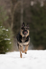 A black and tan East European Shepherd runs directly toward the viewer in a snow covered field, mouth open, with blurred trees in the background