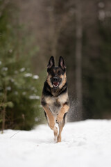 An East European Shepherd dog is running towards the camera with its mouth open, and ears forward. It appears to be in a forest during winter with snow on the ground