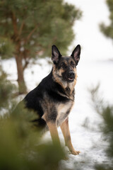 An East European Shepherd dog is sitting in the snow surrounded by pine trees. The dog is looking to the right with a watchful expression on its face