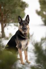 A beautiful East European Shepherd dog sits amongst snow covered ground and pine trees. It looks directly forward with its tongue slightly visible