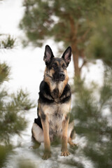 A majestic East European Shepherd dog is sitting in a snow-covered forest, looking attentively ahead on a cold winter day. Pine trees surround the dog