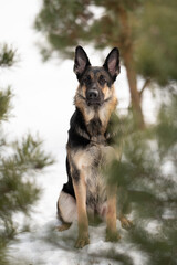 An East European Shepherd dog sits on a snowy ground. Evergreen branches surround the dog. The dog is mostly black and tan, with upright ears and a serious expression