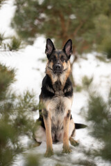 A beautiful East European Shepherd dog with black, tan, and cream fur is sitting upright in a snowy wooded area, looking forward. Evergreen trees surround the dog