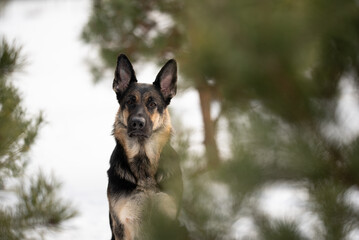 A beautiful East European Shepherd looks directly at the viewer. The dog stands in a forest, framed by evergreen branches on a bright day