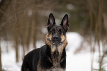 An East European Shepherd dog stands in the snow. The canine is looking straight ahead with its ears up and alert on a winter day in the woods