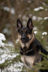 An East European Shepherd stands among evergreen trees with snow in Winter. The dog looks directly at the viewer with alert expression