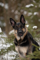 East European Shepherd dog stands amongst snow covered evergreens on a winter day, looking directly at the viewer with attentive ears