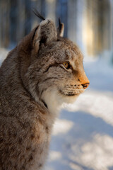 Eurasische Luchs oder Nordluchs (Lynx lynx) zwei Tiere im Schnee