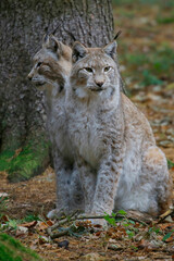 Obraz premium Eurasische Luchs oder Nordluchs (Lynx lynx) 