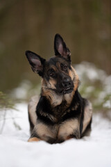 In Winter, a beautiful East European Shepherd sits in the snow, tilting its head with a curious expression. The dog has a striking black and tan coat and perky ears
