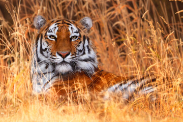 Tiger (Panthera tigris) 