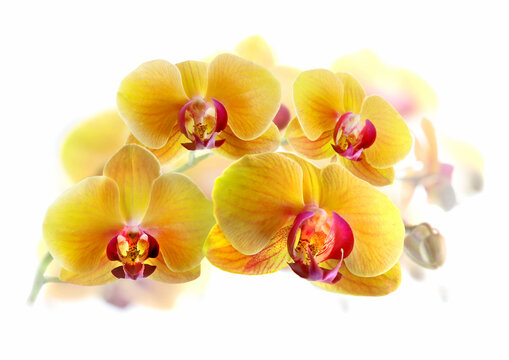 Orchideen-Bl&uuml;ten freigestellt vor wei&szlig;em Hintergrund