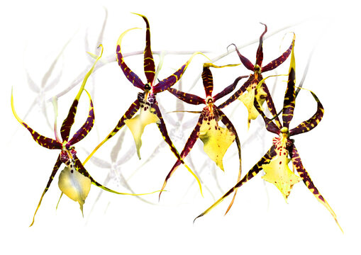 Orchideen-Bl&uuml;ten freigestellt vor wei&szlig;em Hintergrund