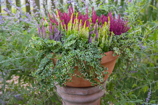 Schneeheide (Erica carnea) auch Winterheide im Garten, Herbstpflanzung