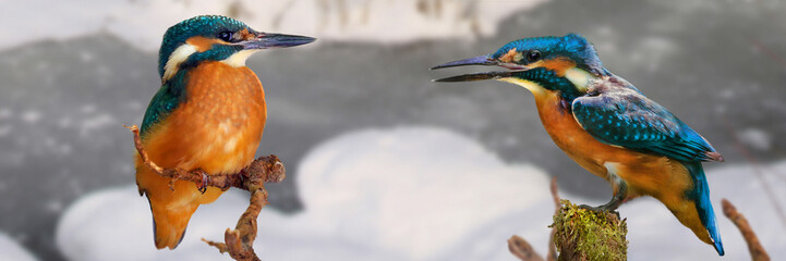 Eisvogel (Alcedo atthis) zwei Vögel sitzen nebeneinander in Winterlandschaft, Panorama 