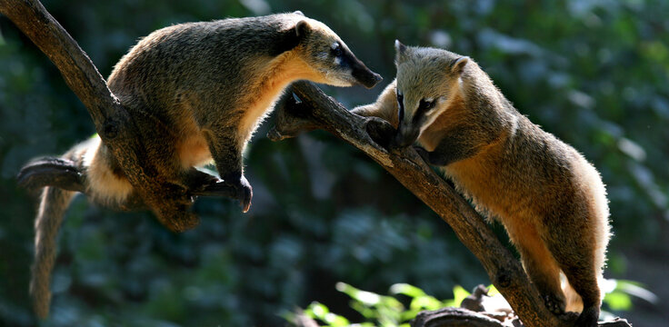 Nasenb&auml;ren (Nasua) zwei Tiere klettern auf Ast, Gegenlicht, Panorama 