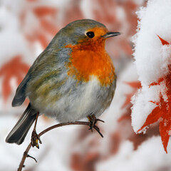 Rotkehlchen (Erithacus rubecula) sitzt auf Ahornast im Winter